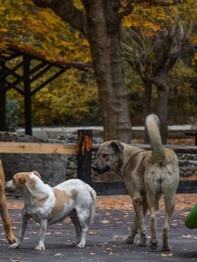 Stray Dogs Attack!! आवारा कुत्तों का आतंक !!!  ली 5 साल के मासूम की जान