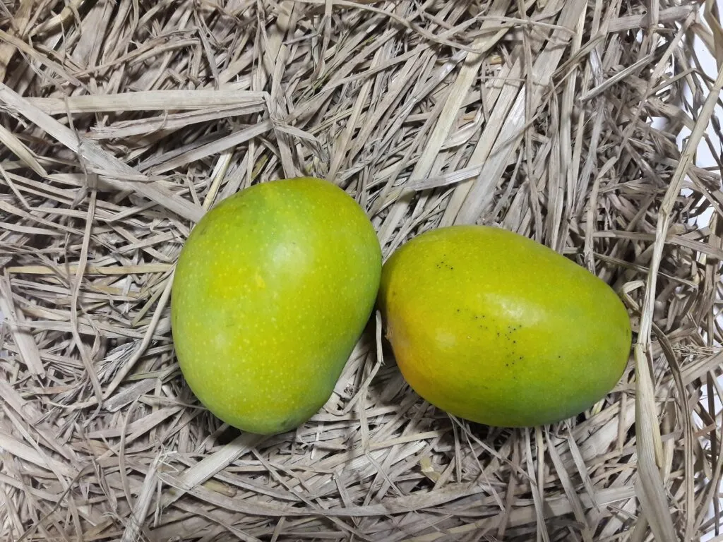 Top 7 Types of Mangoes in India 2 Types of Mangoes in India
